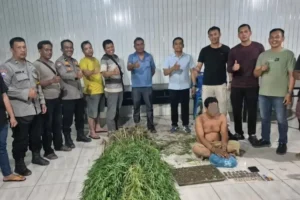 Polsek Tanjung Morawa amankan pelaku tanaman ganja Temukan Tanaman Ganja, Polsek Tanjung Morawa Polresta Deli Serdang Amankan Pelaku